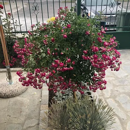 דירה върбанови